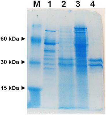 Characterization of a Novel Mitochondrial Ascorbate Transporter From Rat Liver and Potato Mitochondria